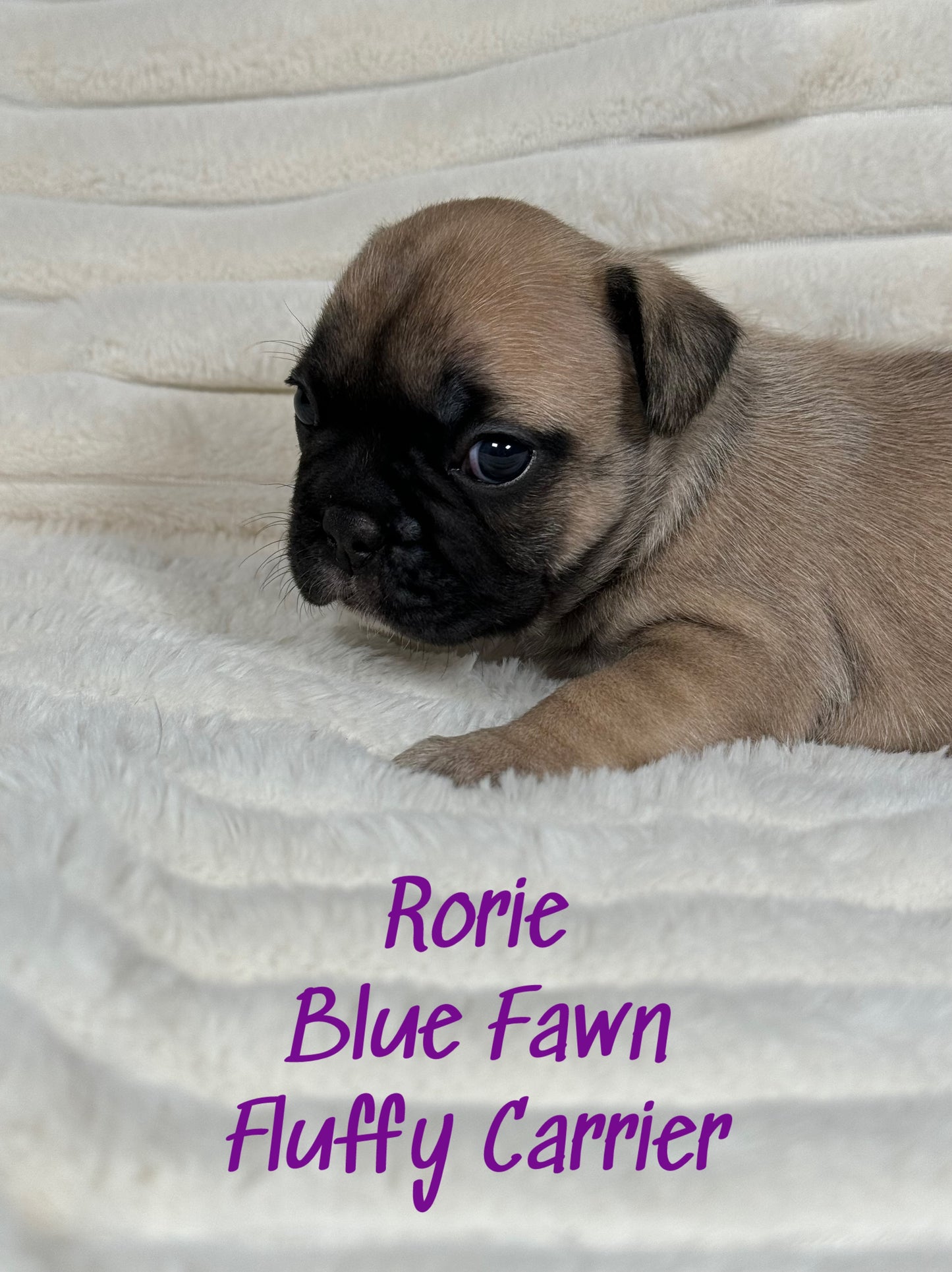 Rorie - Female Fawn - Reserved