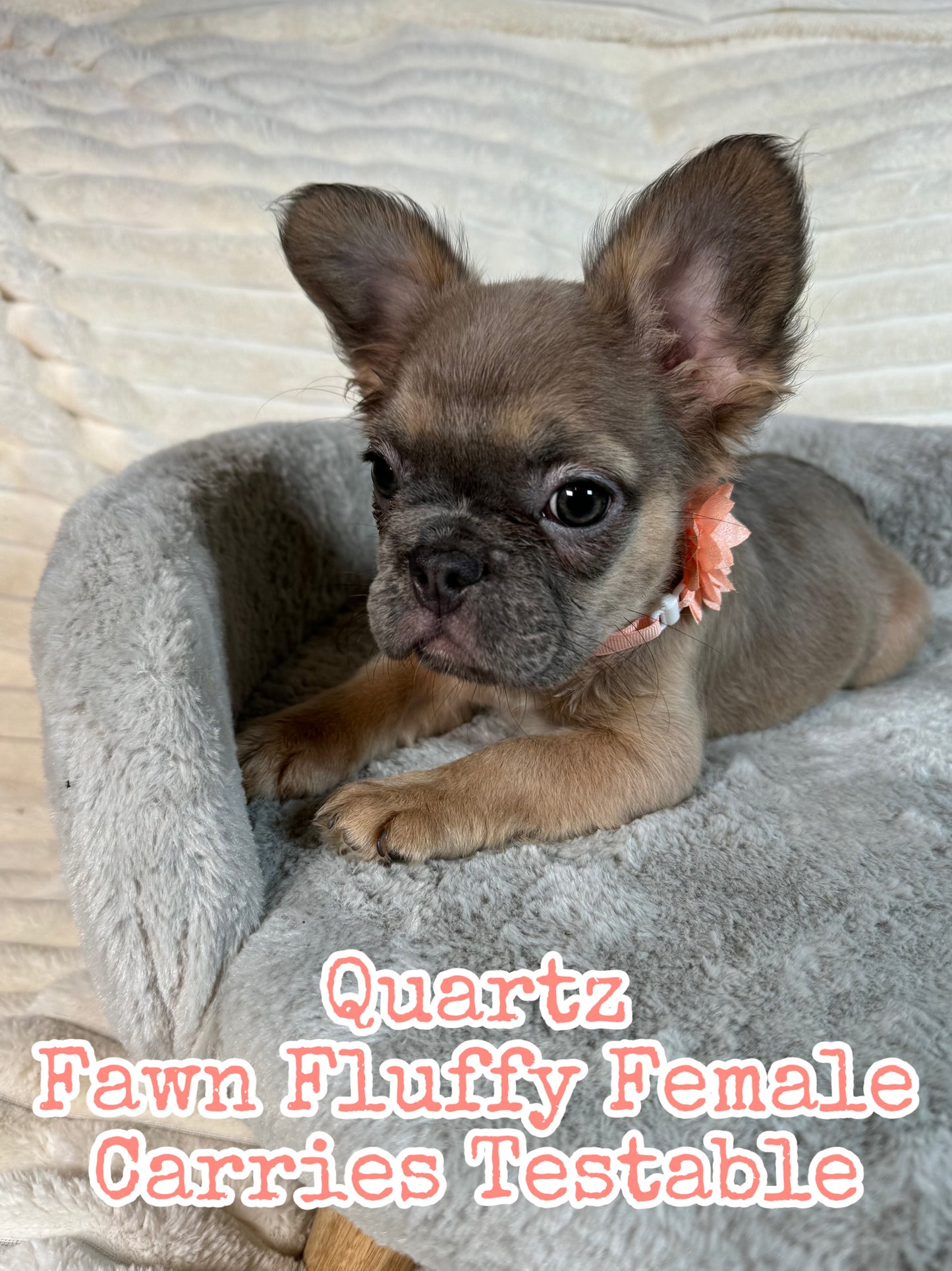 Quartz - Blue Fawn Fluffy Female