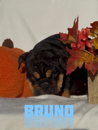 Bruno - English Bulldog
