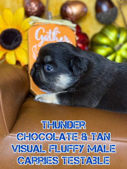 Thunder - Male Chocolate & Tan