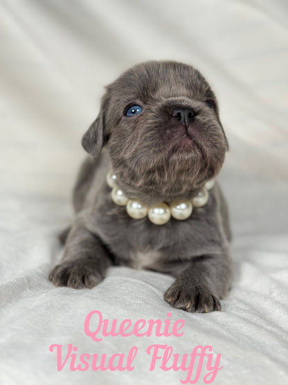 Queenie - Blue Visual Fluffy Female