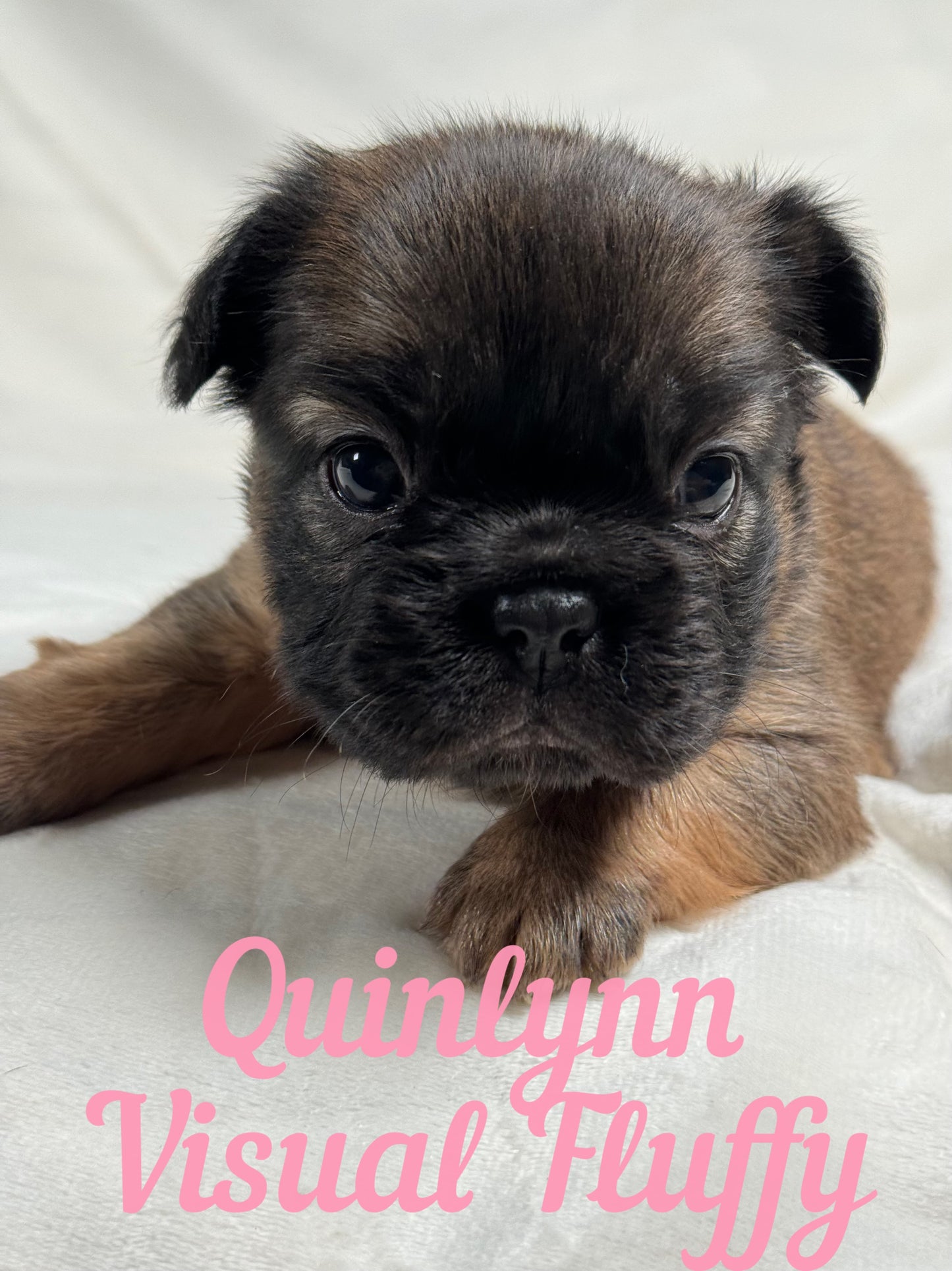 Quinlynn - Fawn Fluffy Female