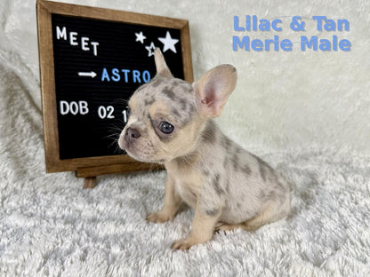 Astro - Lilac Merle Male