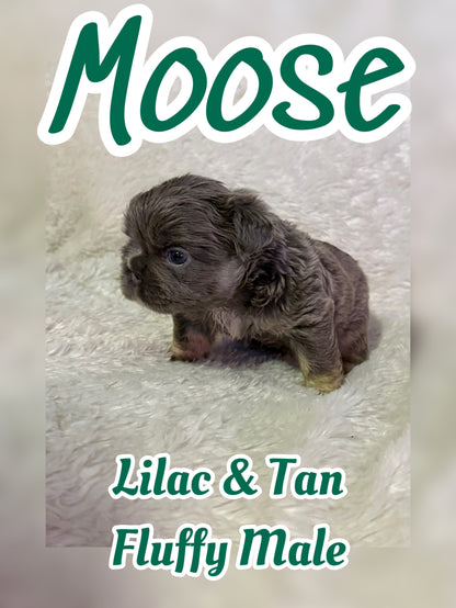 Moose