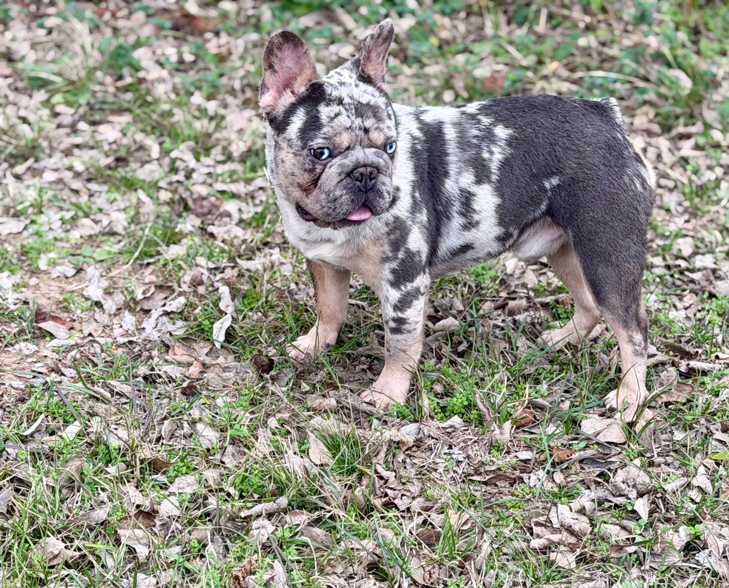 Pockets - Micro Merle Big Rope - Carries Pink & Fluffy 13 Pounds - EARLY INTRO $750