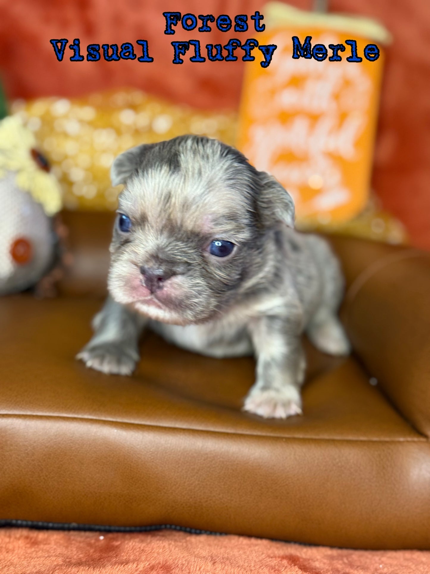 Forest - Male Lilac Merle Visual Fluffy Carries Testable