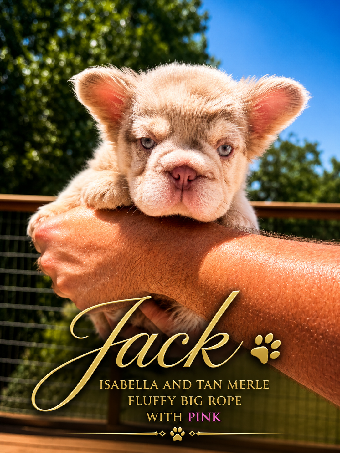 Jack