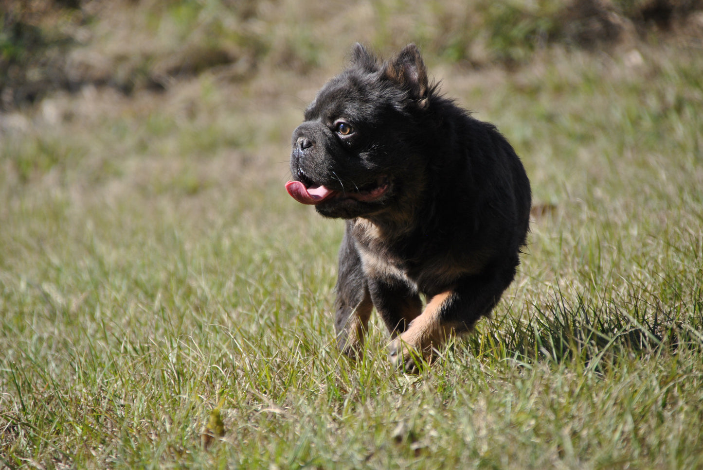 Bookie - Micro Blue & Tan Visual Fluffy Big Rope Carries Pink 12 Pounds EARLY INTRO $875