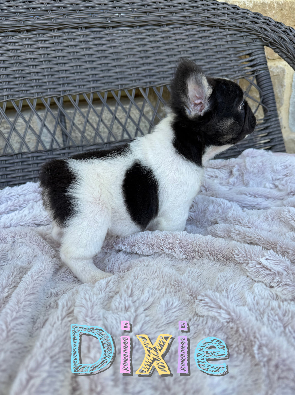 Dixie