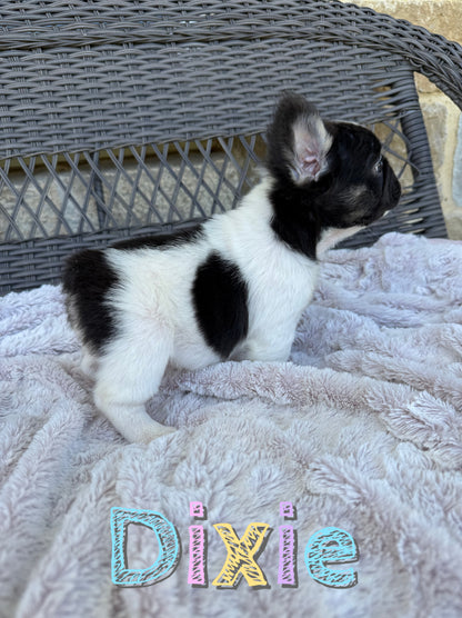Dixie