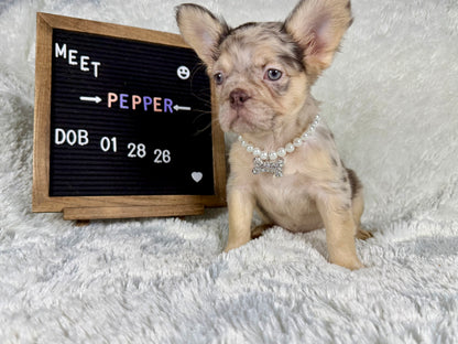 Pepper - Chocolate Merle Fluffy - RESERVED