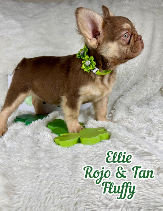 Ellie - Rojo & Tan Visual Fluffy