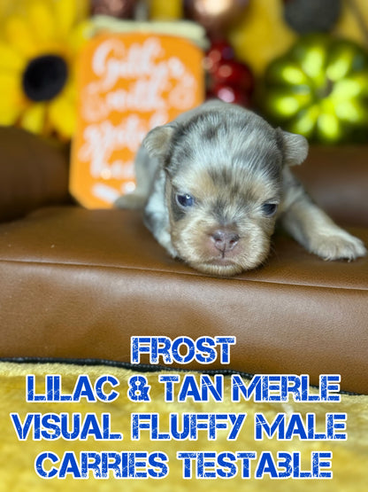 Frost - Male Lilac & Tan Merle