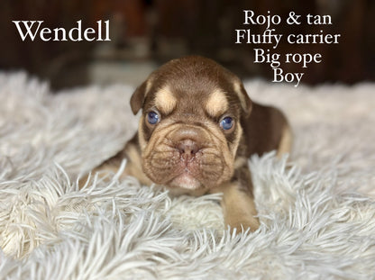 Wendell Male Rojo & Tan Big Rope Fluffy Carrier