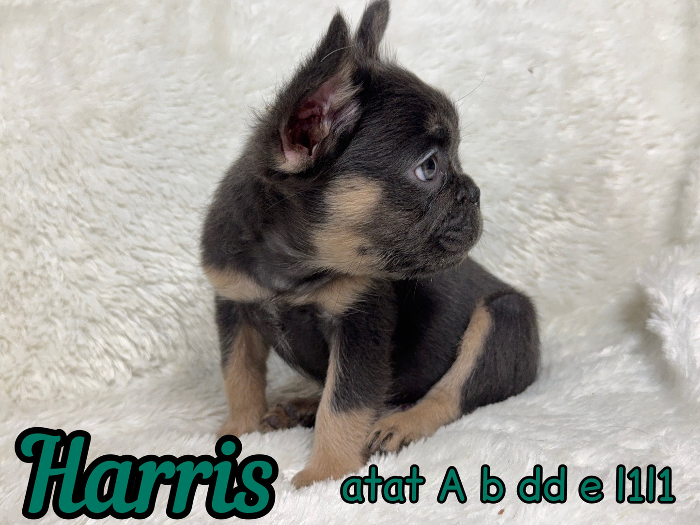 Harris - Male Blue & Tan Fluffy Carries Pink