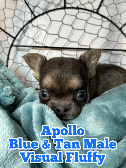 Apollo - Male Blue & Tan Visual Fluffy