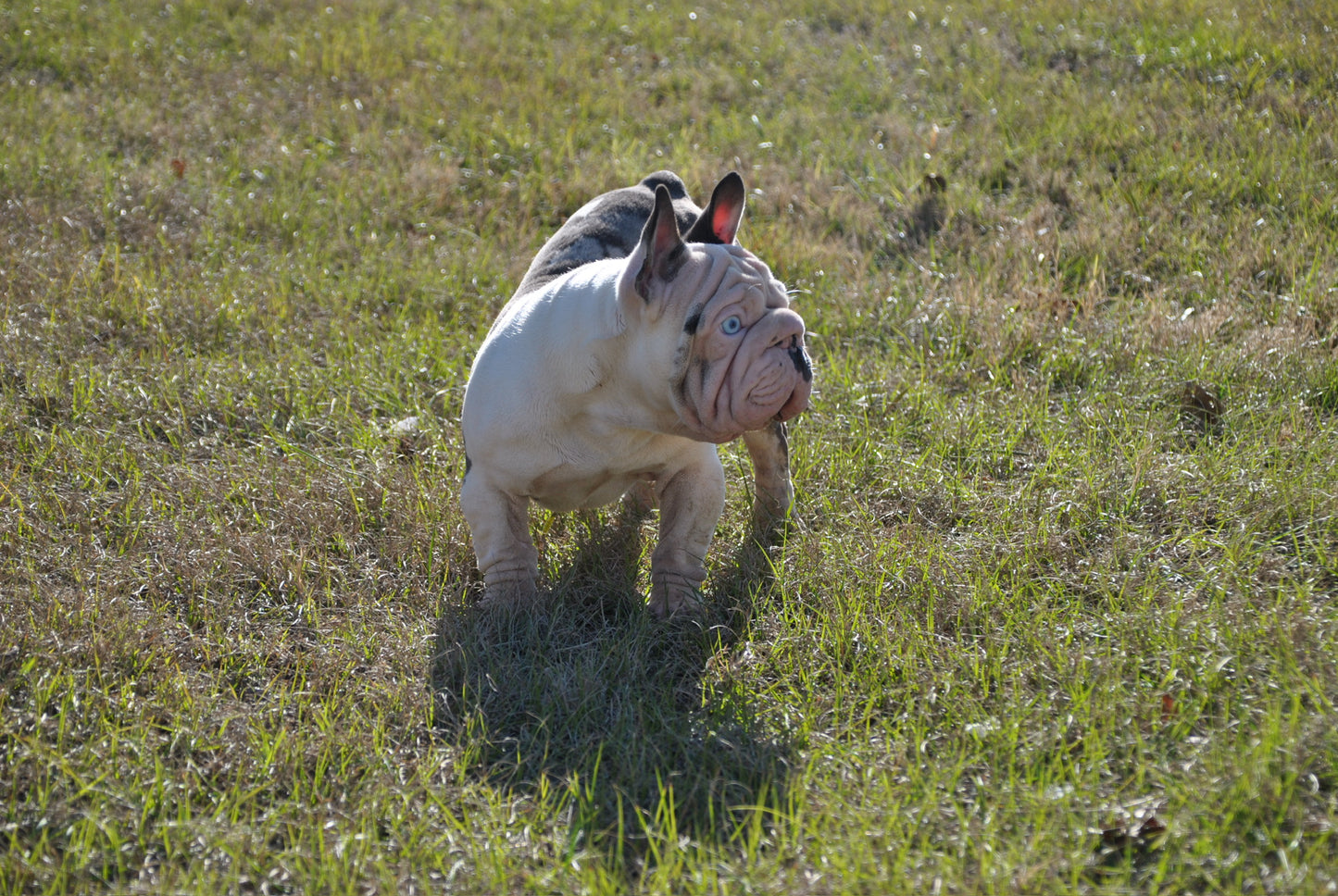 Bank Rollz - Koi Velvet Big Rope Carries Pink EARLY INTRO $1500