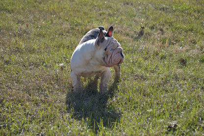Bank Rollz - Koi Velvet Big Rope Carries Pink EARLY INTRO $1500