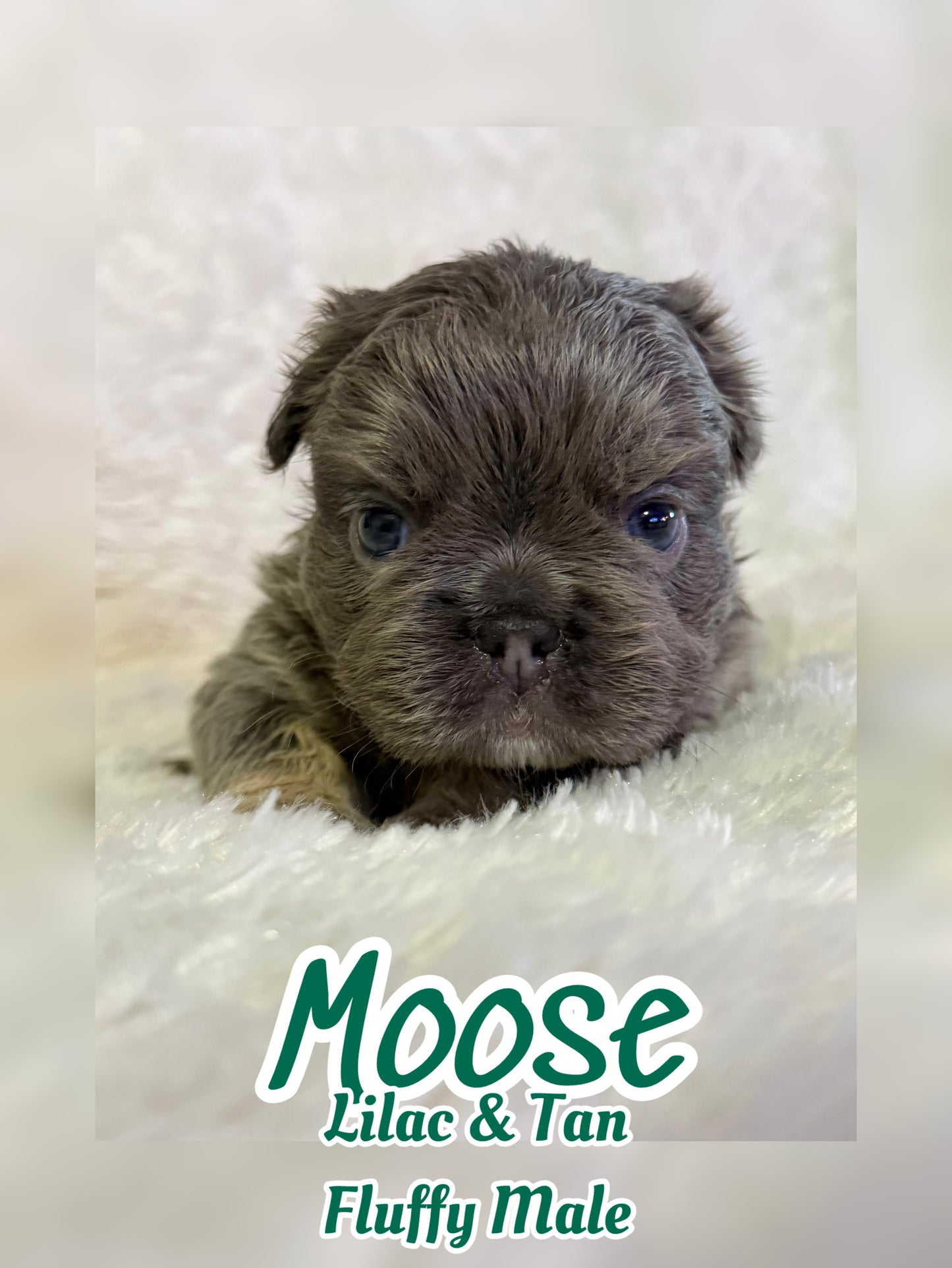 Moose