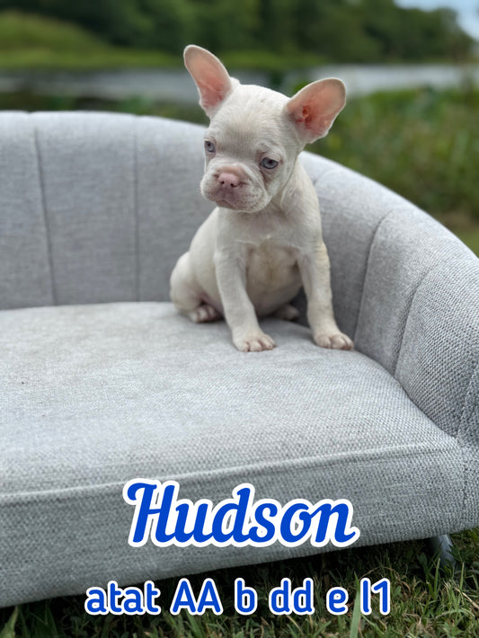 Hudson - Male Full Pink Big Rope