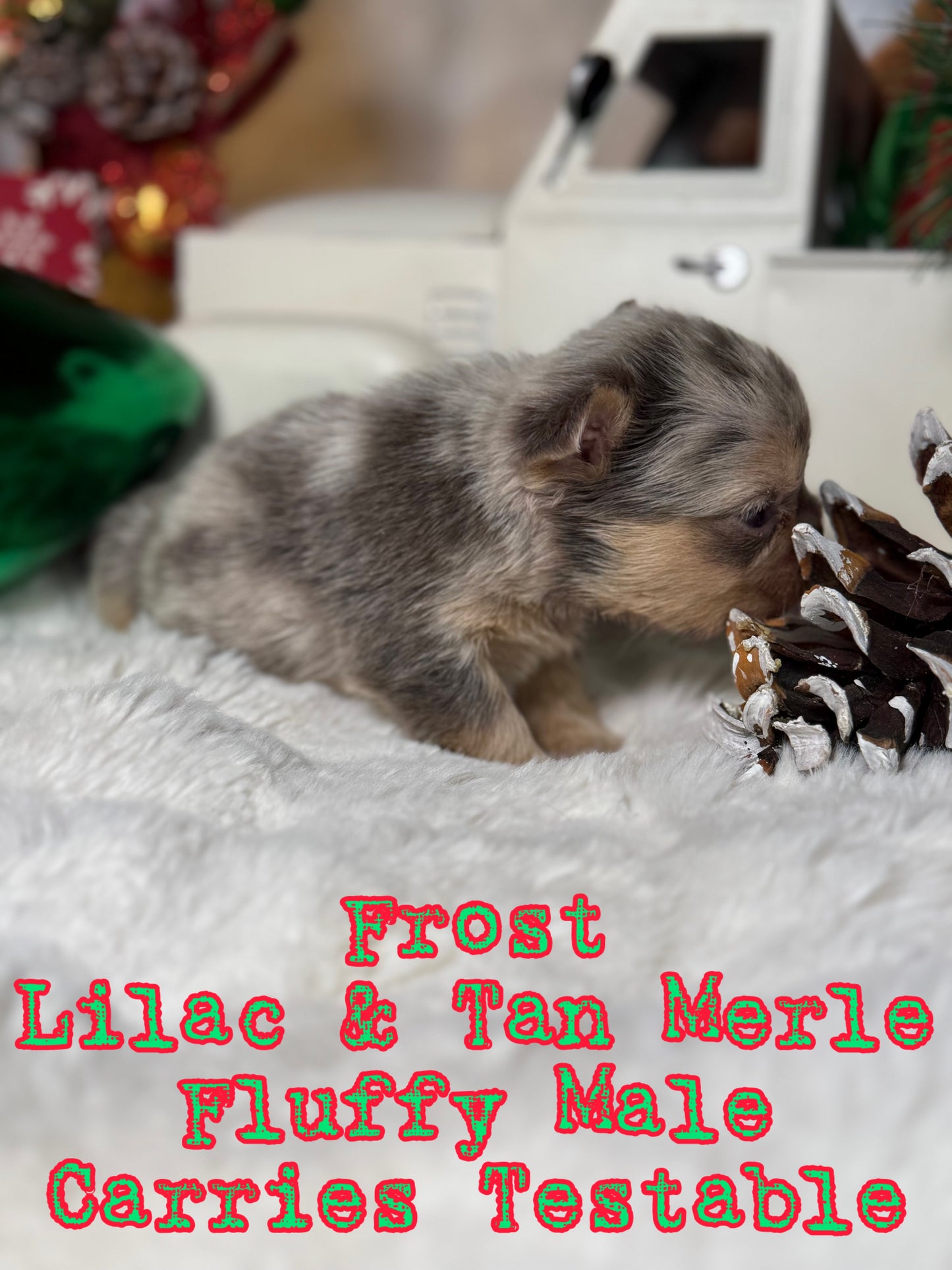 Frost - Male Lilac & Tan Merle