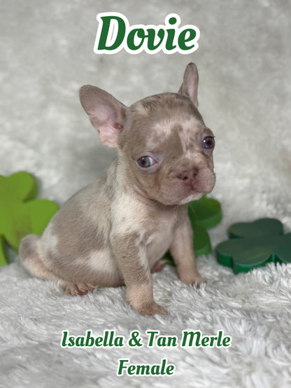 Dovie - Isabella & Tan Merle
