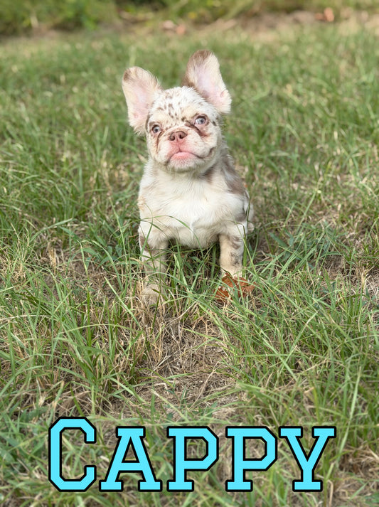 Cappy