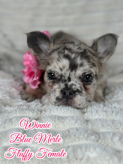 Winnie - Female Blue Merle Fluffy