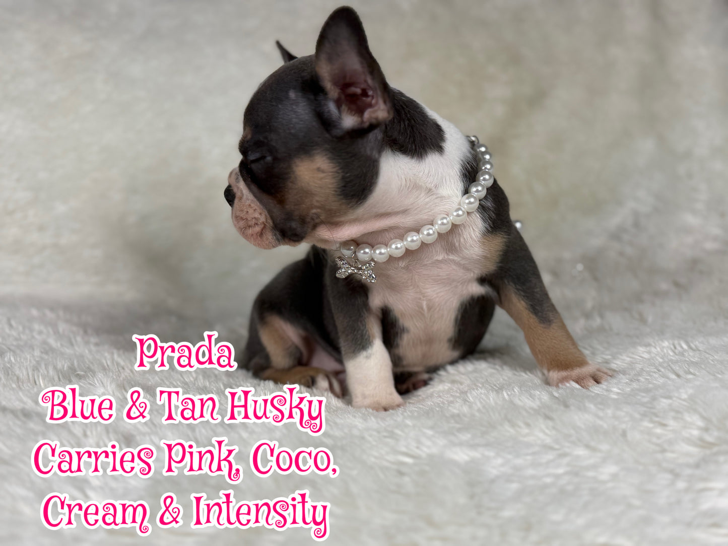 Prada