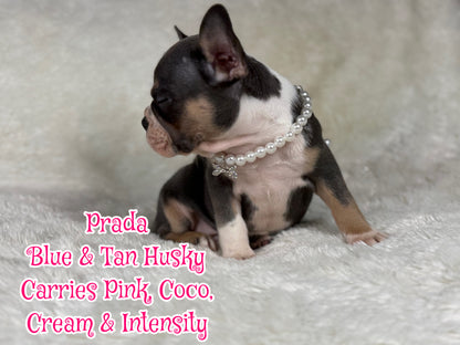 Prada