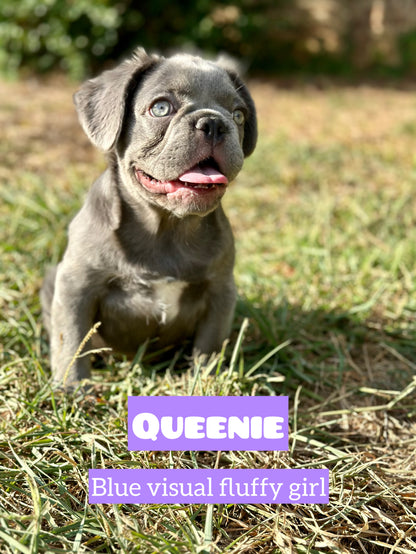 Queenie - Blue Visual Fluffy Female