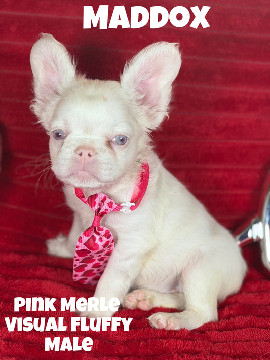 Maddox - Pink Merle Visual Fluffy