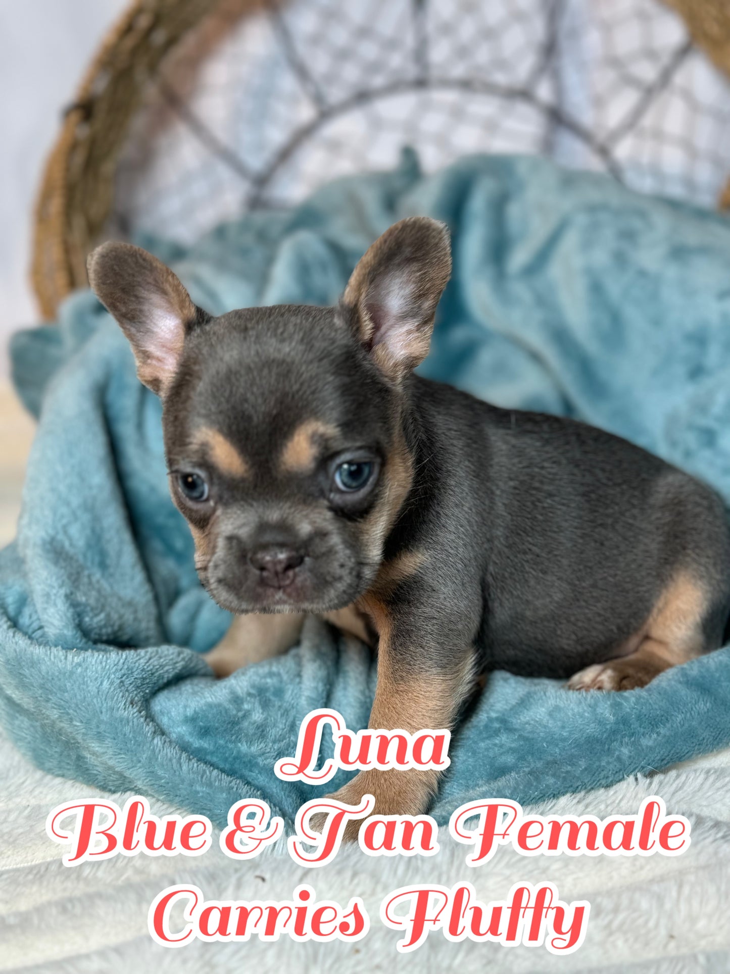 Luna - Feamle Blue & Tan Fluffy Carrier