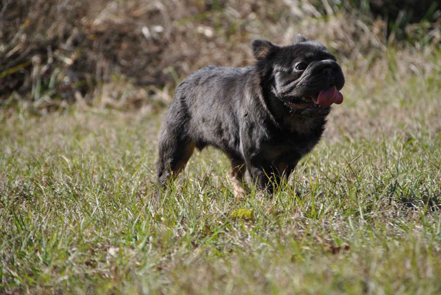 Bookie - Micro Blue & Tan Visual Fluffy Big Rope Carries Pink 12 Pounds EARLY INTRO $875