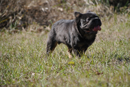 Bookie - Micro Blue & Tan Visual Fluffy Big Rope Carries Pink 12 Pounds EARLY INTRO $875