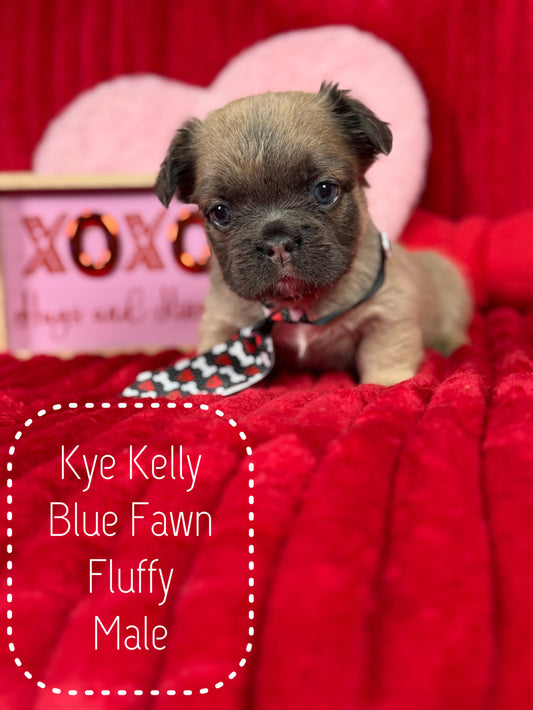 Kye Kelly - Fawn Male Visual Fluffy