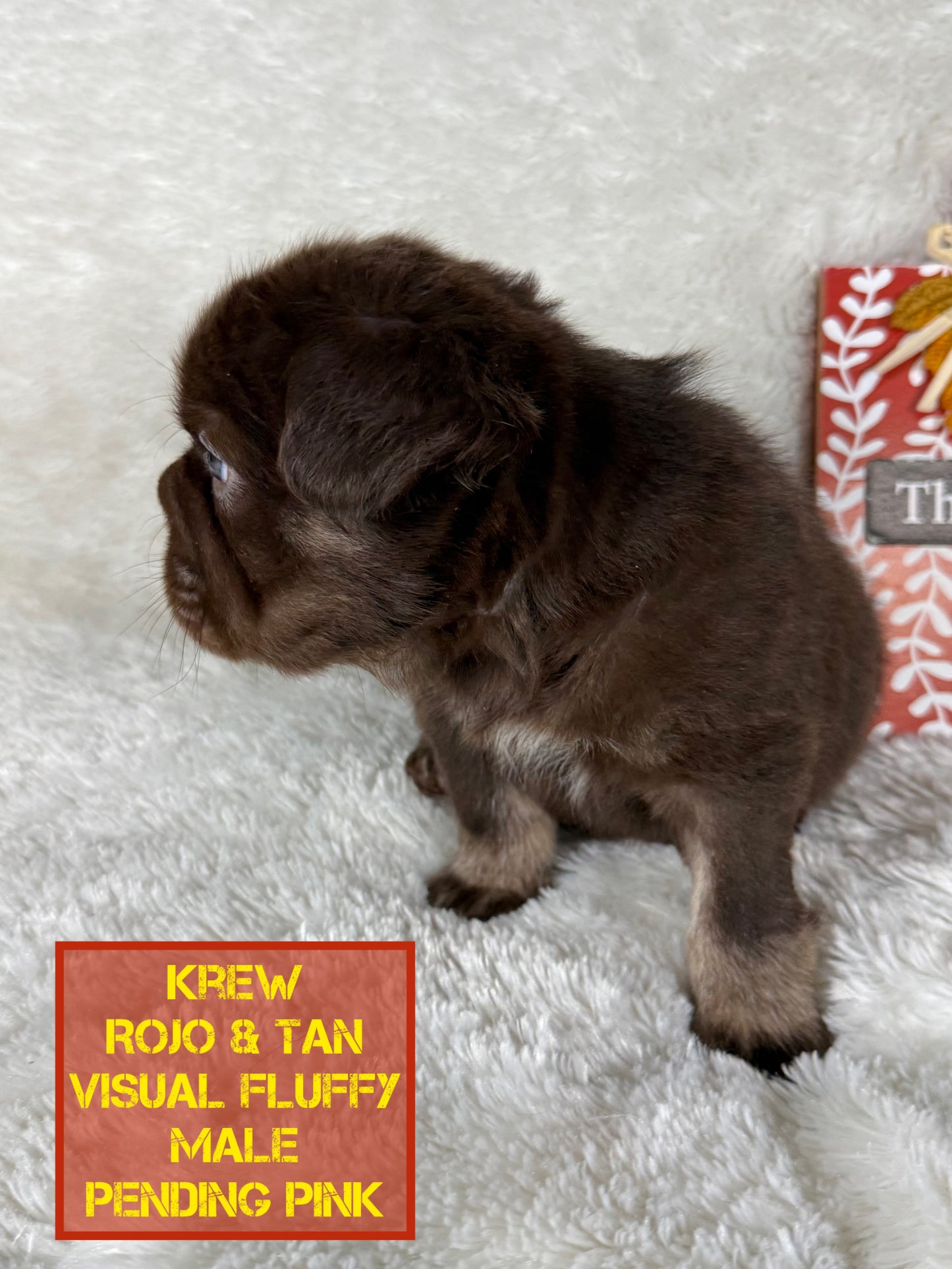 Krew - Rojo & Tan Fluffy Big Rope Pending Pink