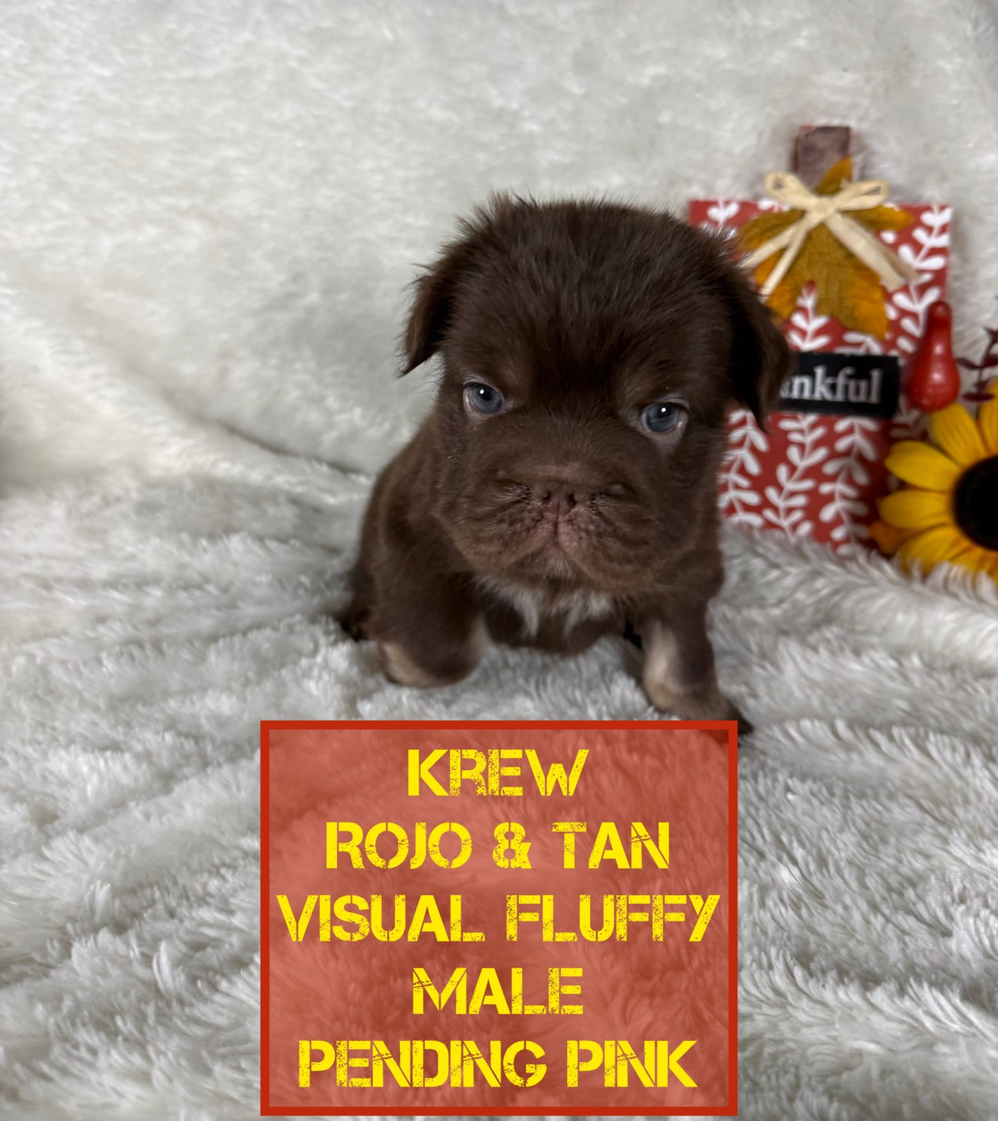 Krew - Rojo & Tan Fluffy Big Rope Pending Pink