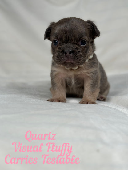 Quartz - Blue Fawn Fluffy Female