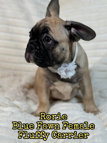 Rorie - Female Fawn - Reserved