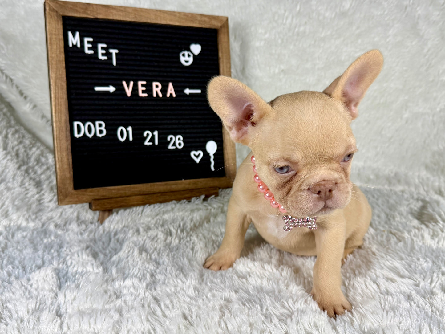 Vera - Isabella Cream