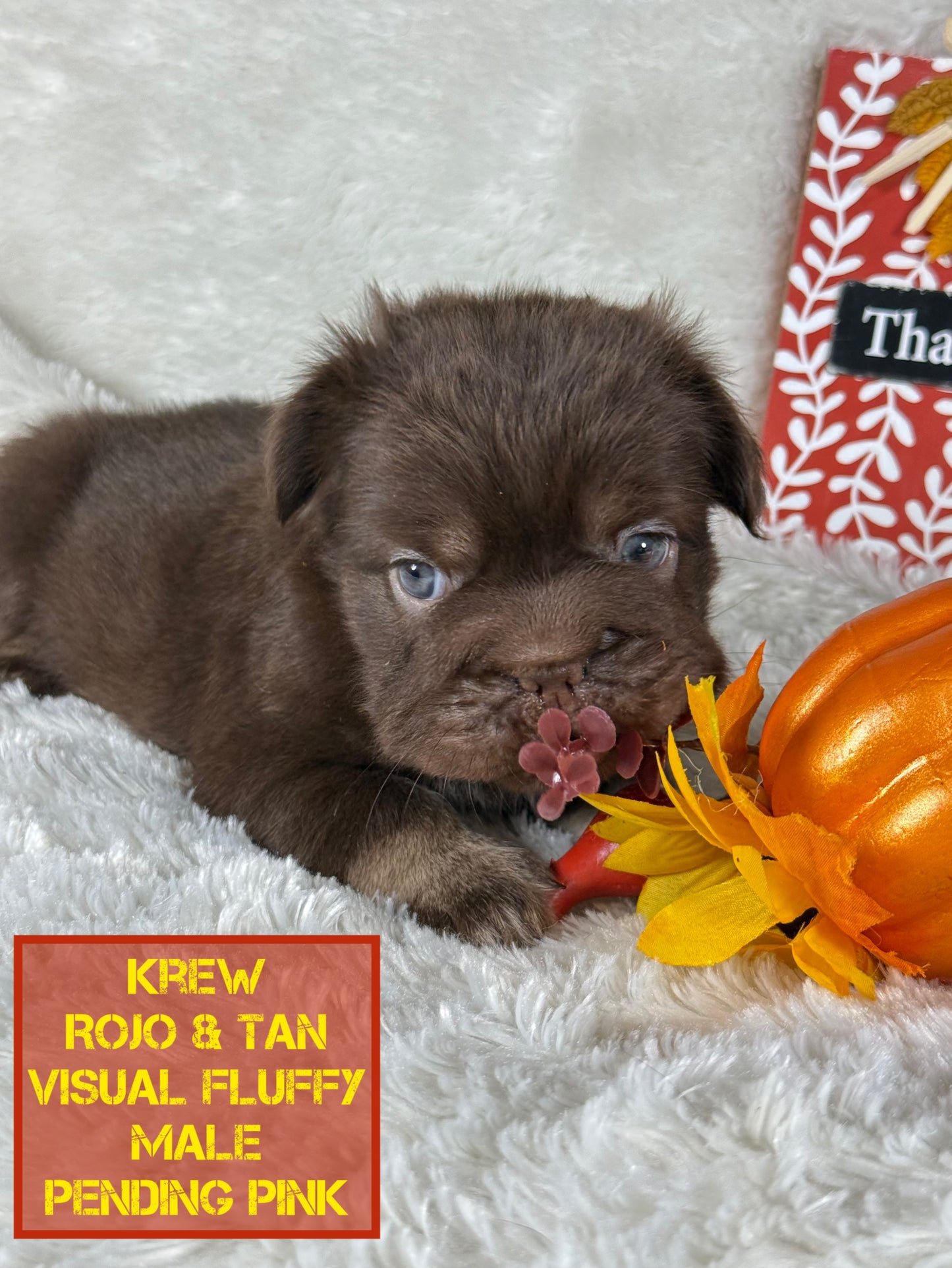 Krew - Rojo & Tan Fluffy Big Rope Pending Pink