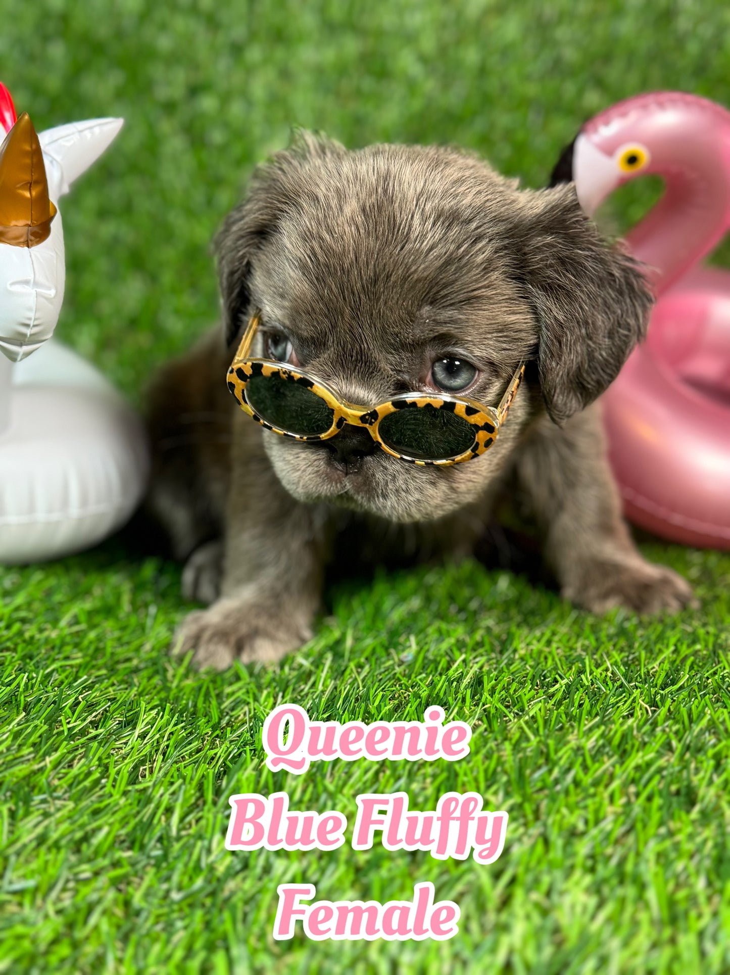 Queenie - Blue Visual Fluffy Female