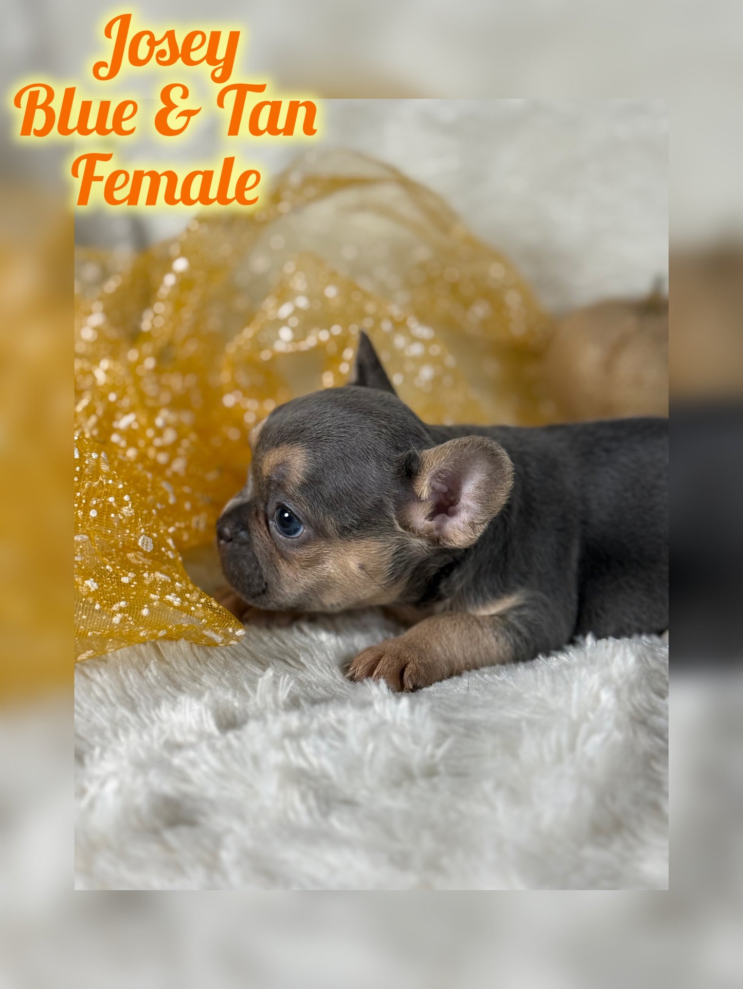 Josey - Blue & Tan - RESERVED