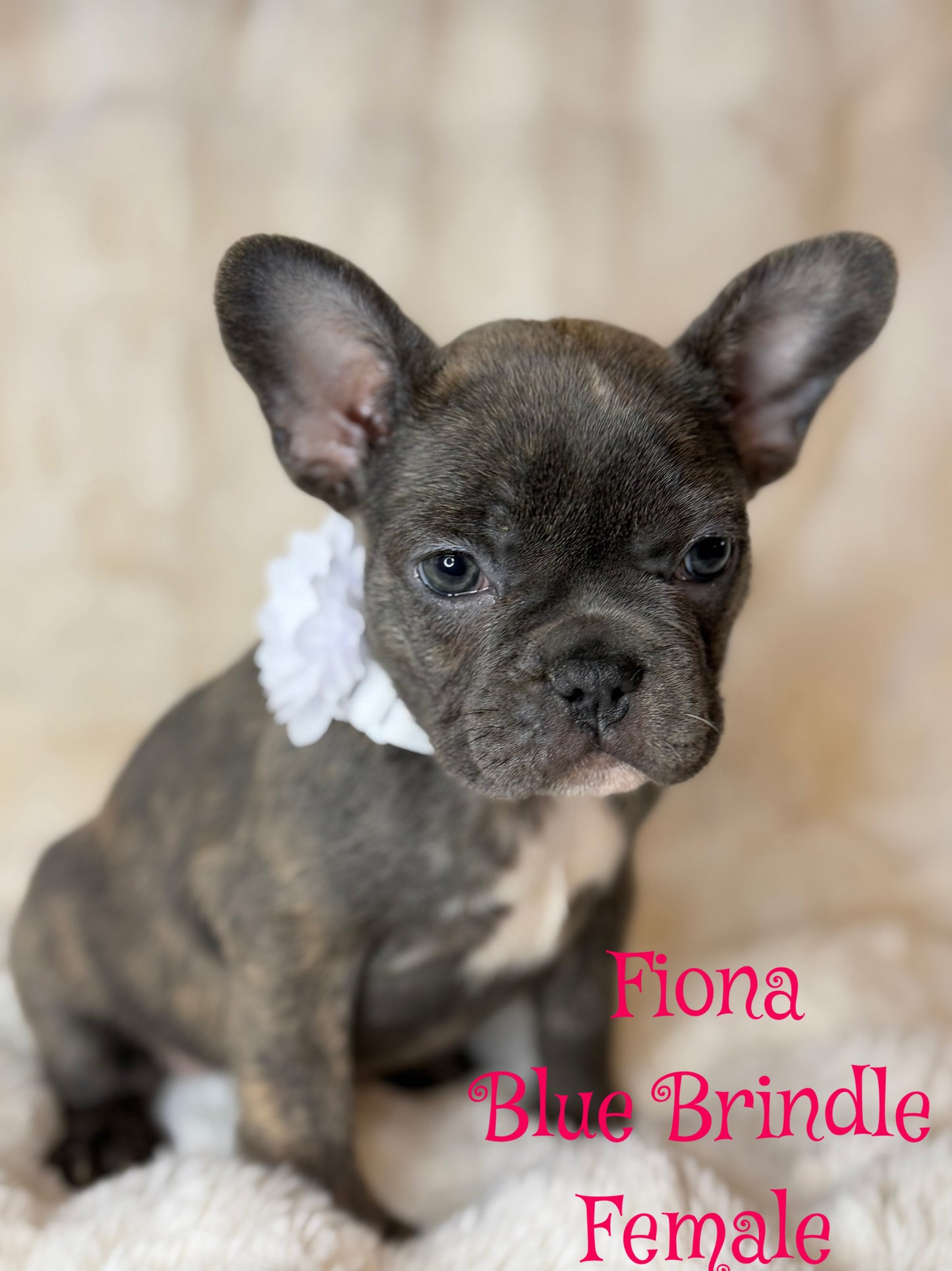 Fiona - Female Blue Brindle