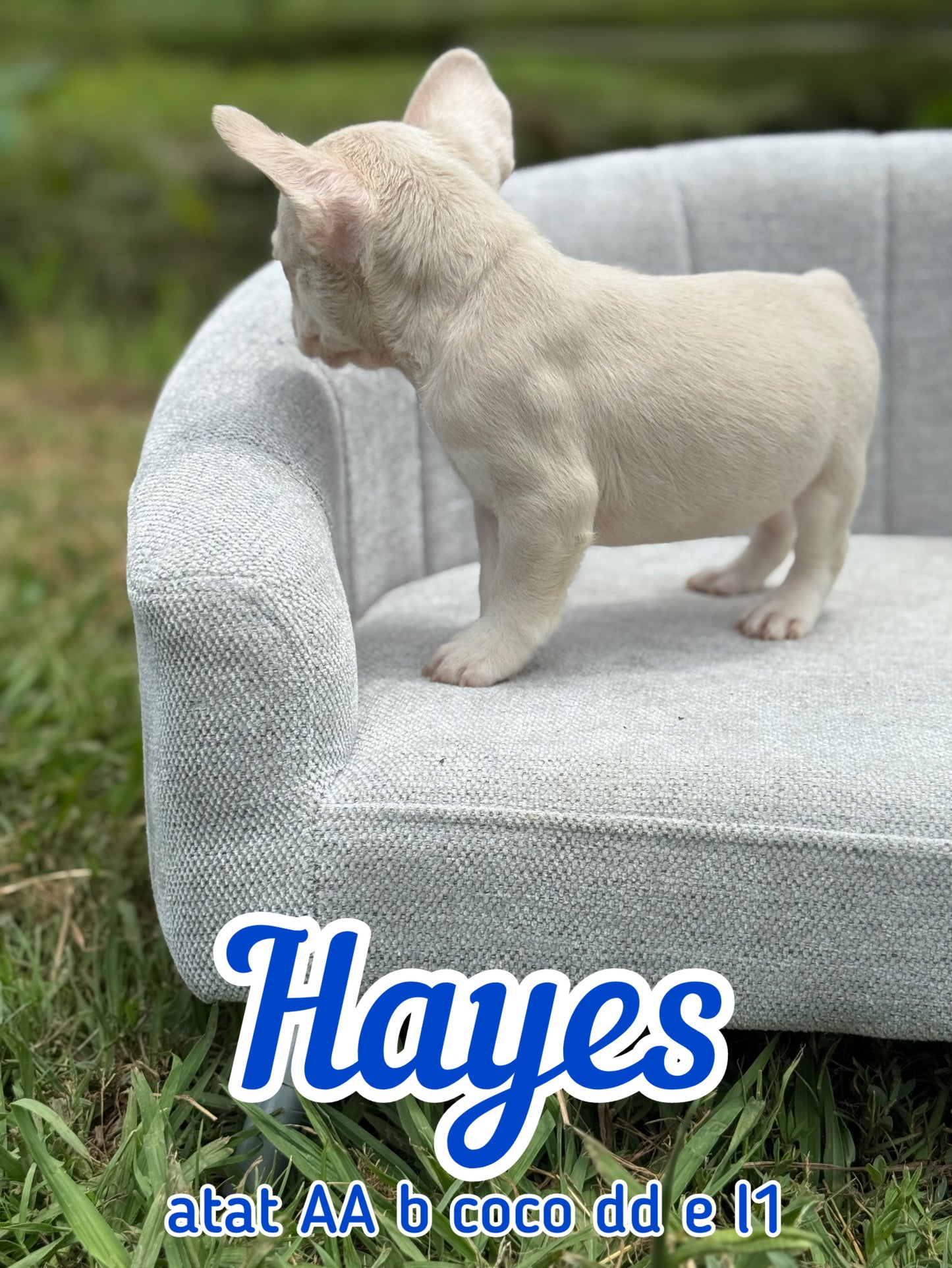 Hayes - Male Caramel & Tan Big Rope