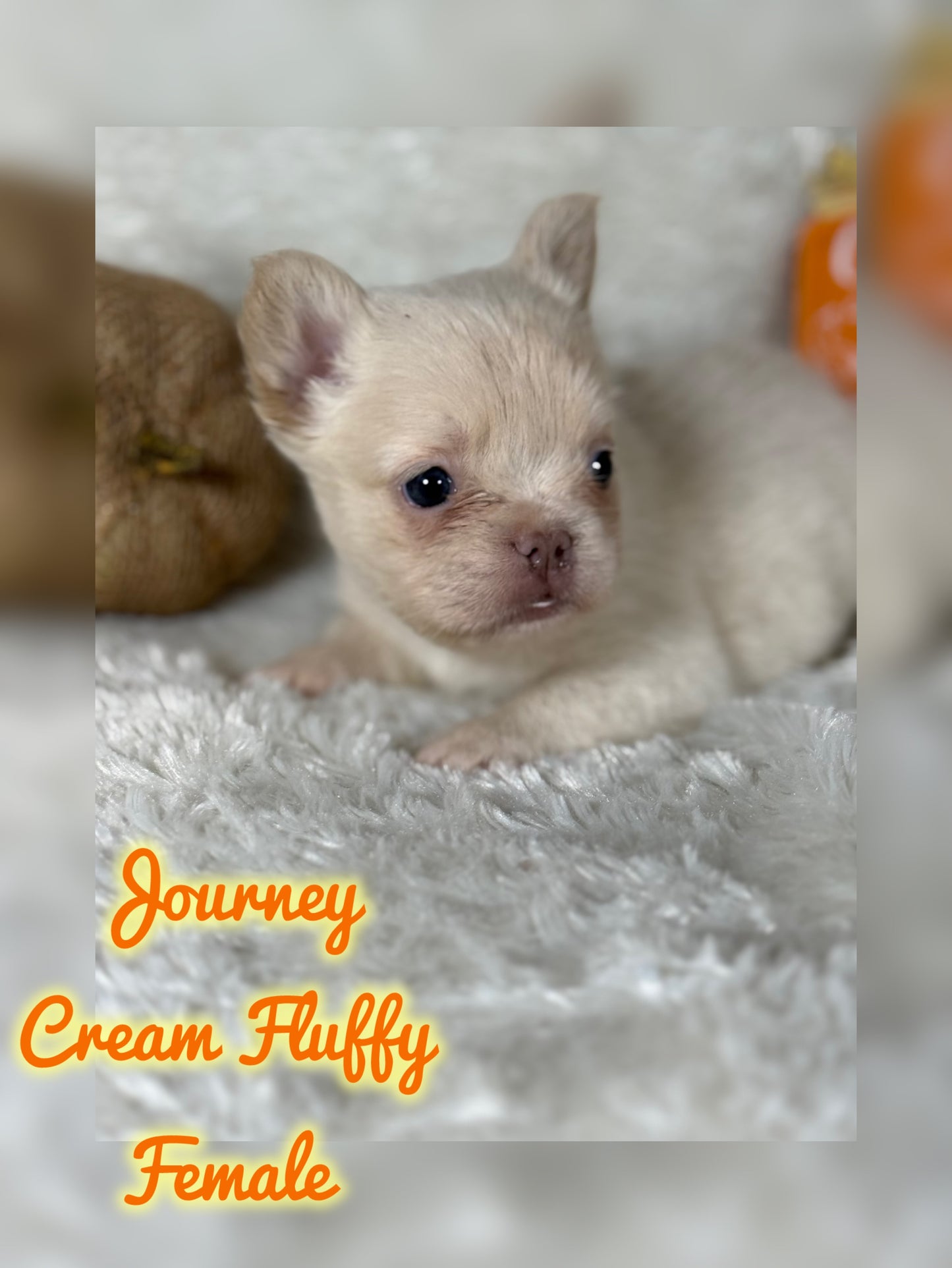 Journey - Cream Fluffy -Reserved
