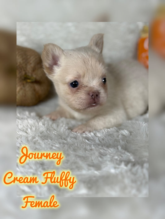 Journey - Cream Fluffy -Reserved