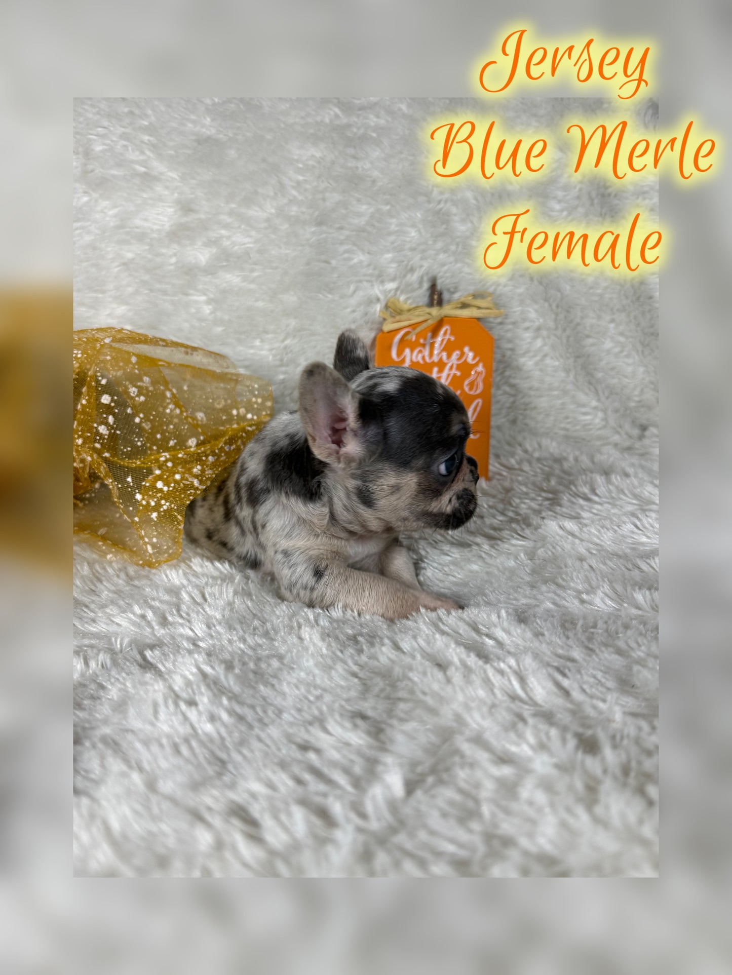Jersey - Blue Merle