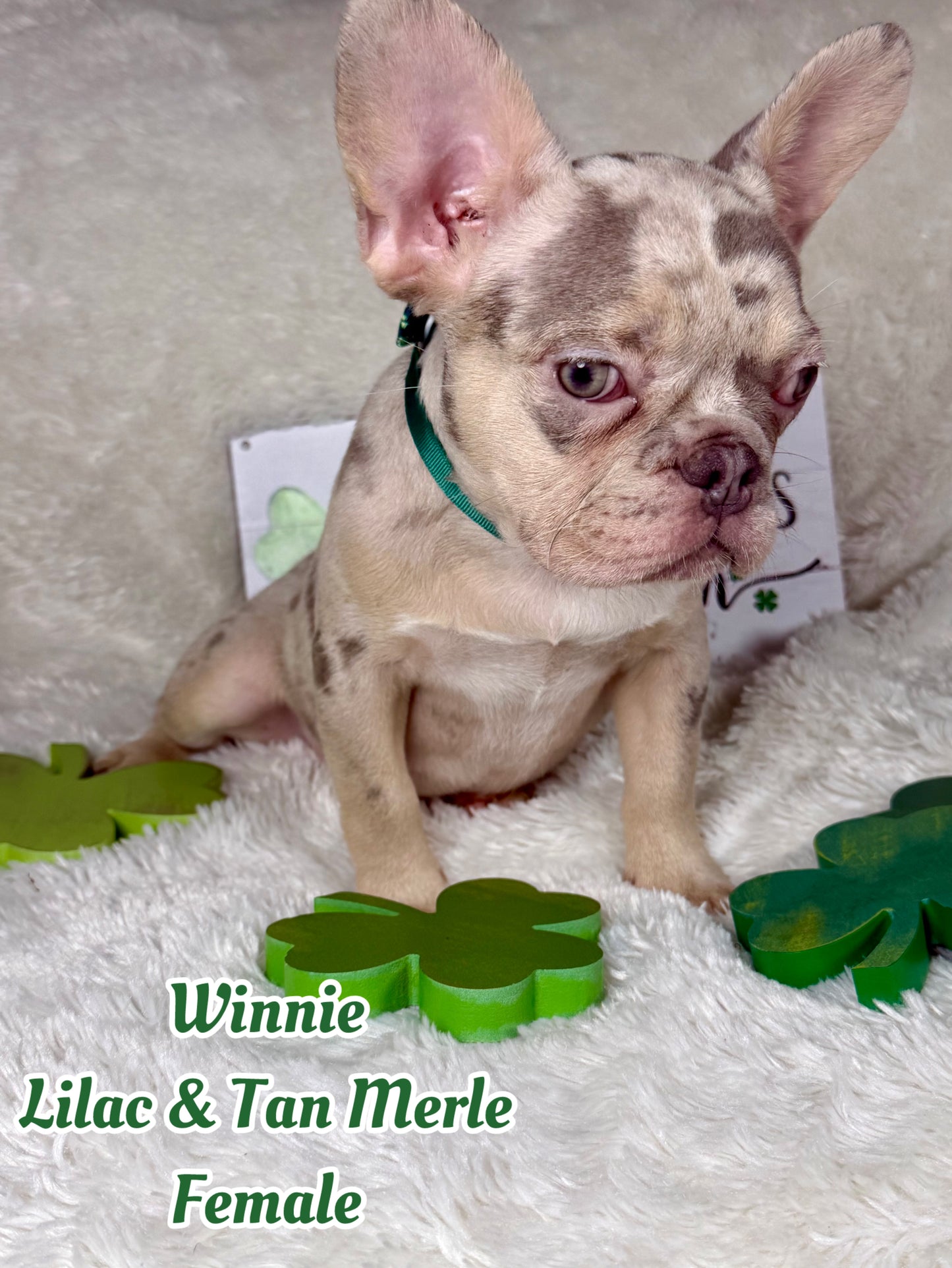 Winnie - Lilac & Tan Merle